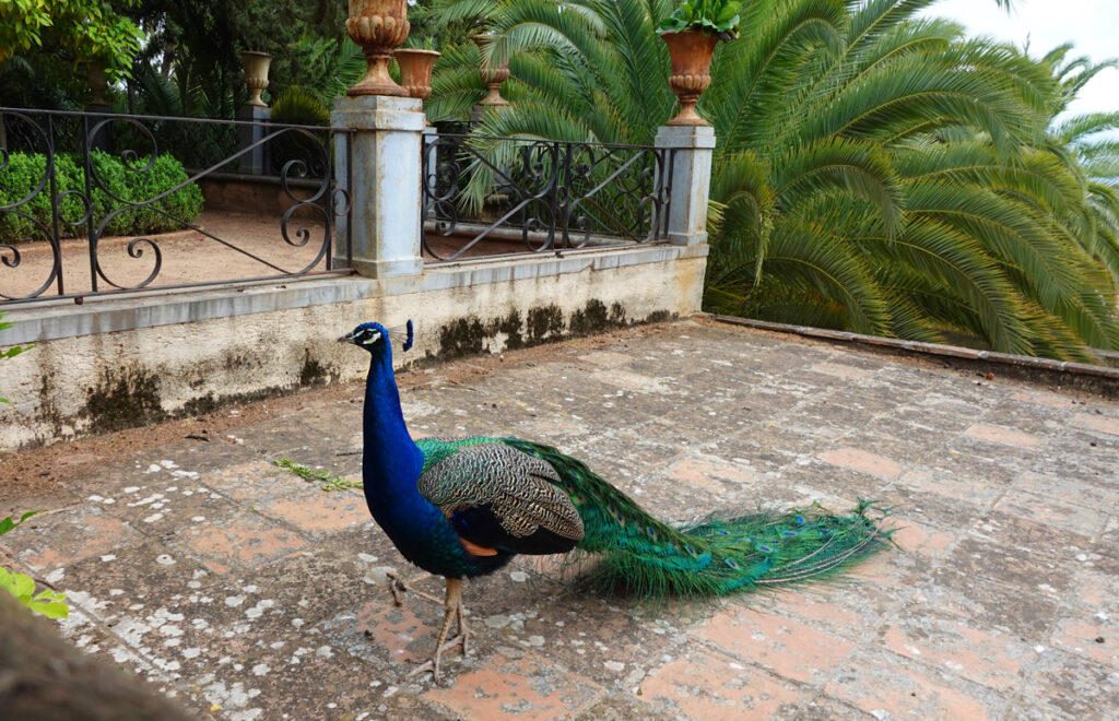 Pavo real en los jardines del Carmen de los Mártires